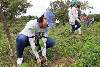 Everest Group collaborators planting trees during environmental day